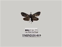 藏品(蓬萊藍紋斑蛾)的圖片